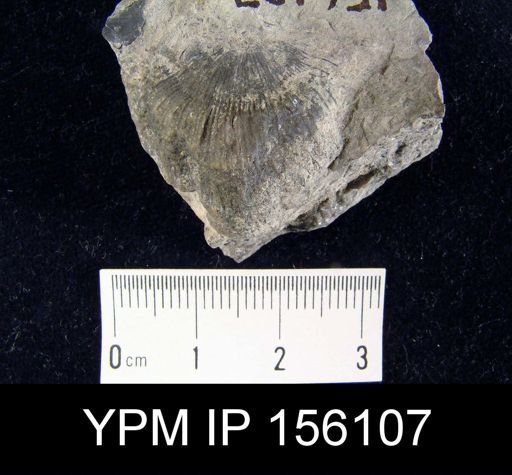 Strophomena fluctuosa gamachiana