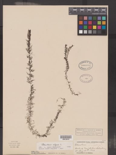 Utricularia vulgaris