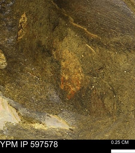 Baculites cf. columna