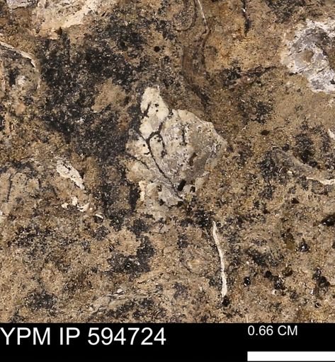 Protocardia sp.