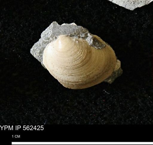 Limopsis striatopunctatus