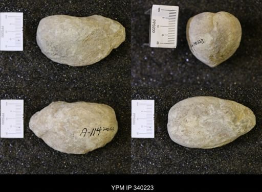 undet. Bivalvia