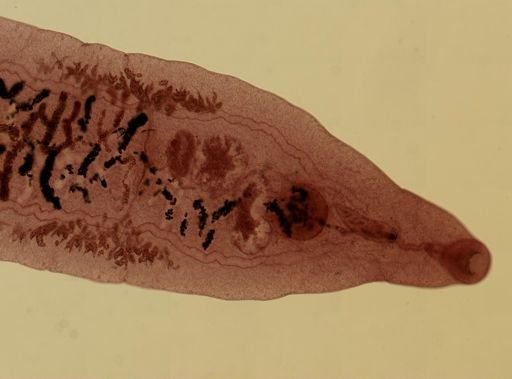 Dicrocoelium dendriticum