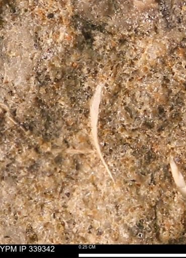 Protocardia sp.