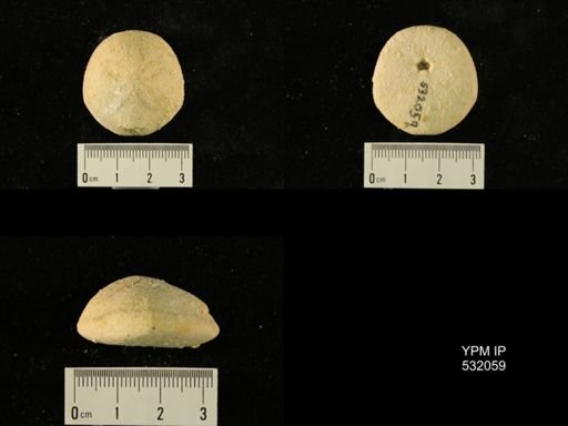Rhyncholampas gouldii