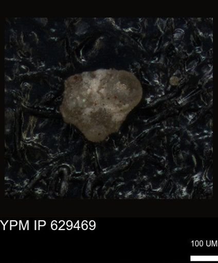 undet. Foraminiferida