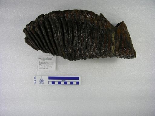 Mammuthus columbi