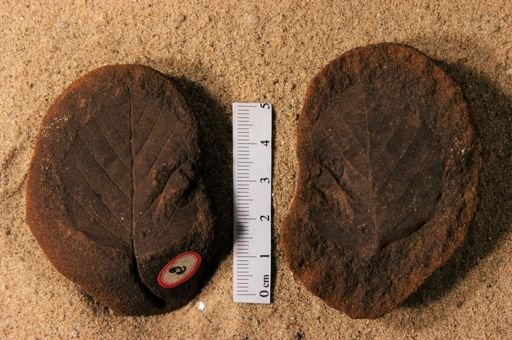 Betulites westii latifolius