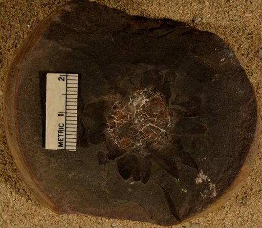 Lepidostrobus