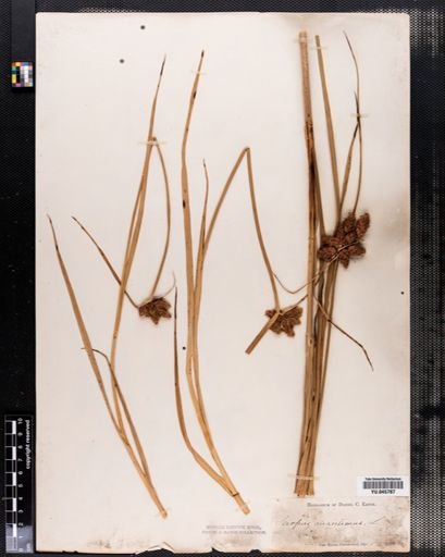 Scirpus maritimus
