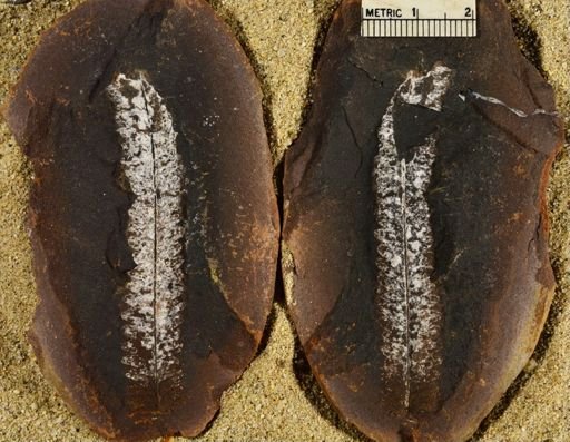 Pecopteris