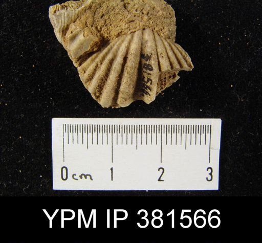 Megakozlowskiella perlamellosa