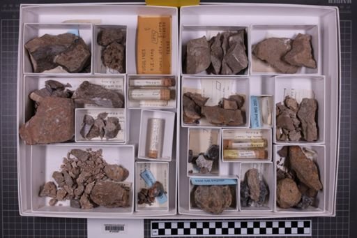 mixed taxa, stratigraphic collection