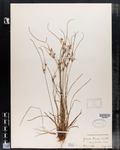 Juncus tenuis