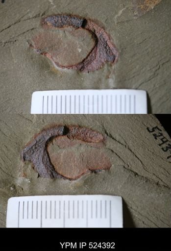 Stylophora?