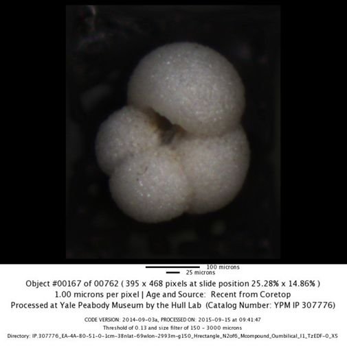 undet. Foraminiferida