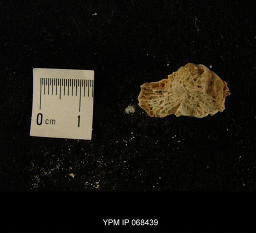 Neozaphrentis sp.