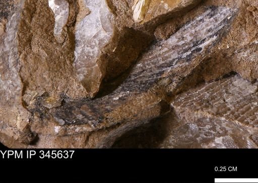 undet. Bivalvia
