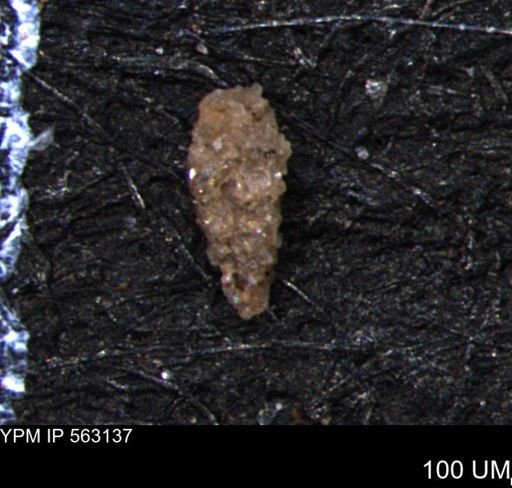 Verneuilina canadensis