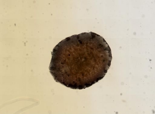 Stylochus ellipticus