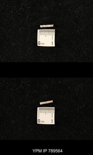 undet. Bryozoa