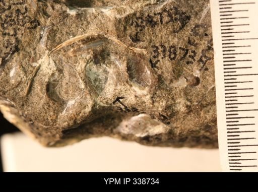 Protocardia subquadrata