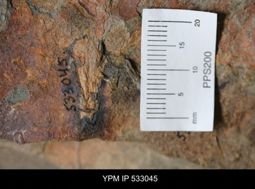Eoconularia?