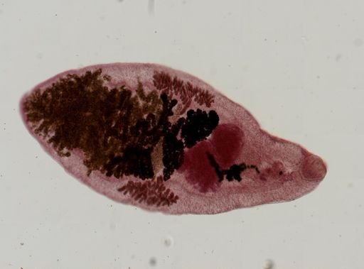 Dicrocoelium dendriticum
