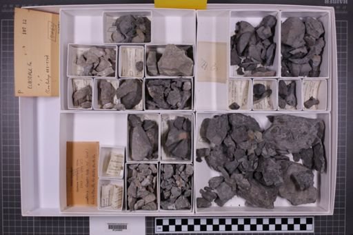 mixed taxa, stratigraphic collection