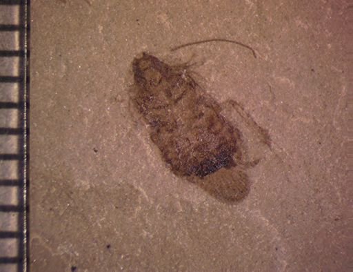 undet. Blattodea
