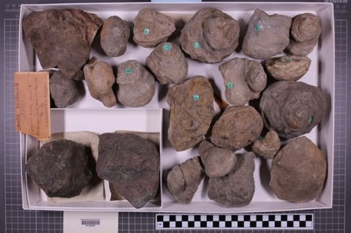 mixed taxa, stratigraphic collection