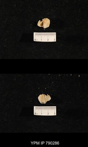 Neospirifer sp.