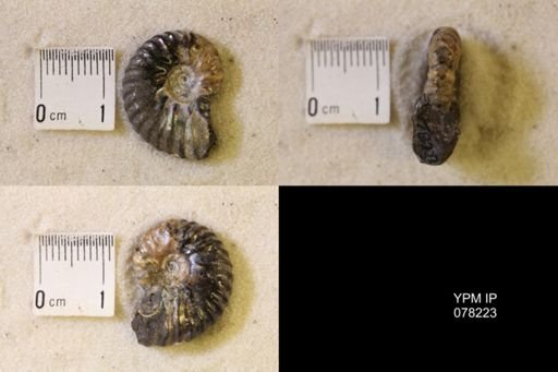 Hoploscaphites comprimus