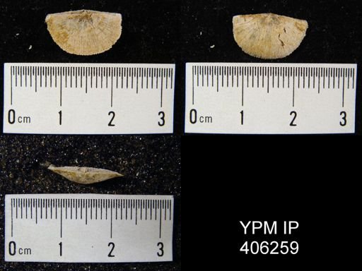 Sowerbyella sp.