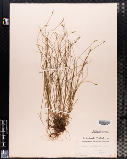 Carex leptalea