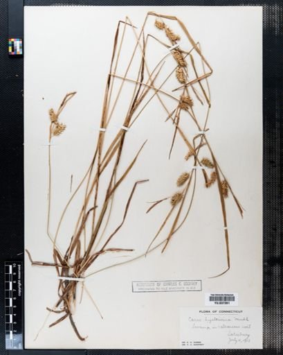 Carex hystericina