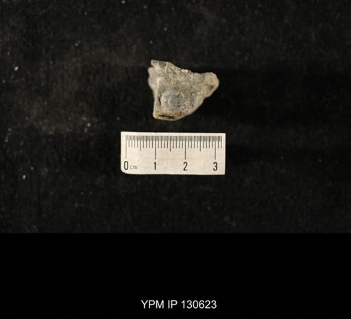 Platyostoma sp.