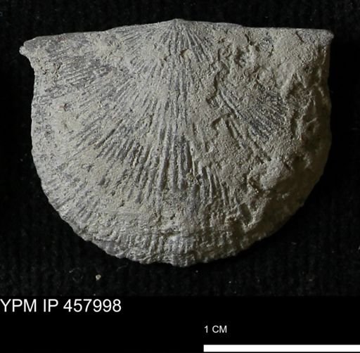 Strophodonta sp.
