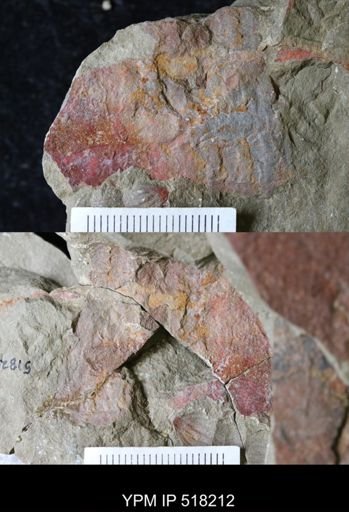 undet. Nautiloidea