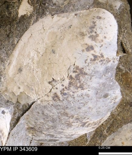 undet. Bivalvia