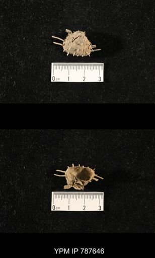 undet. Brachiopoda