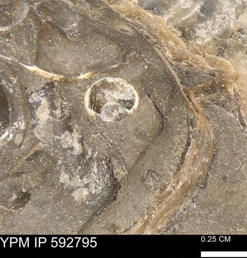 Euspira?