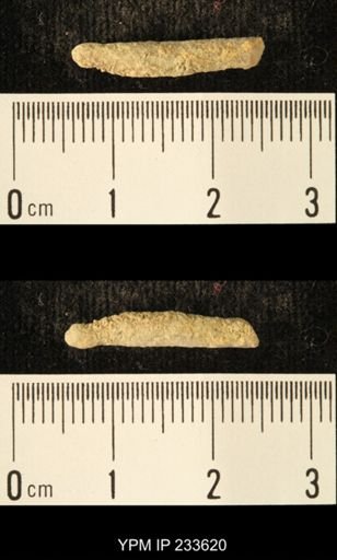 Archaeocidaris sp.