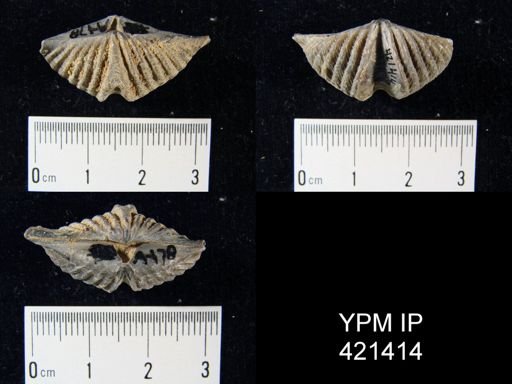 Tylothyris sp.