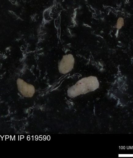 undet. Foraminiferida