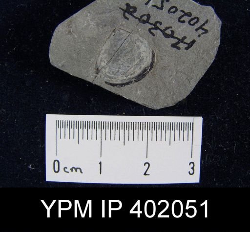 Palaeoglossa cyane