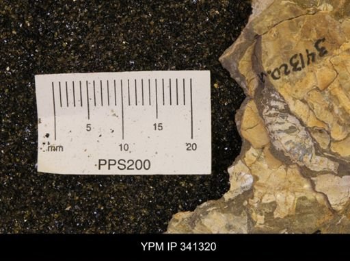 Scaphites sp.