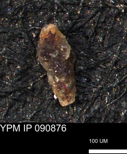 Verneuilina canadensis