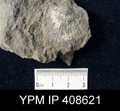 Brachyprion?