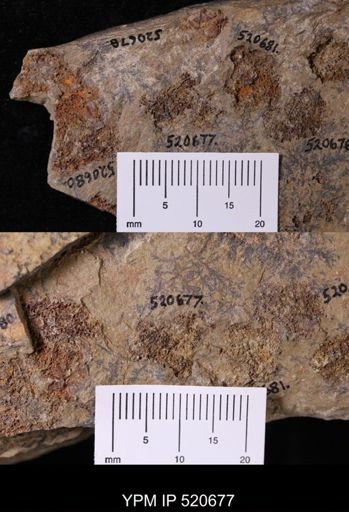 undet. Asterozoa